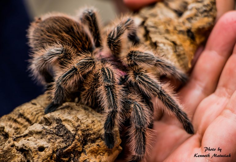 Tarantula+exotic+Photograph